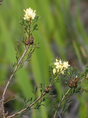 Petrophile squamata