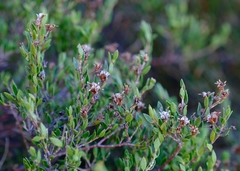Agathosma namaquensis