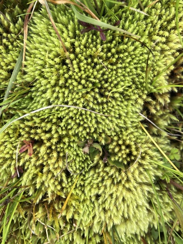 ribbed bog moss