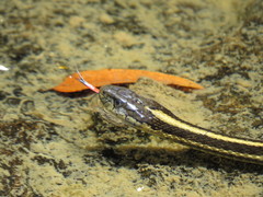 Thamnophis atratus