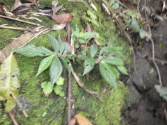 Elatostema