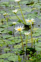 Nymphaea gracilis