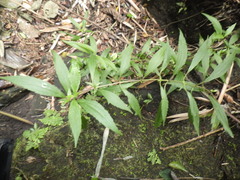 Ageratina riparia