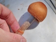 Cortinarius armillatus