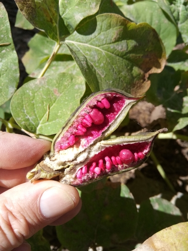 Image of Paeonia algeriensis by (c) Karim Haddad, some rights reserved (CC BY)
