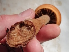 Cortinarius armillatus