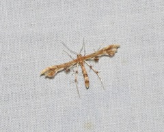 Geina periscelidactylus