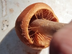 Cortinarius armillatus