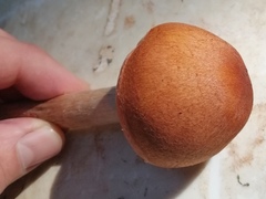 Cortinarius armillatus