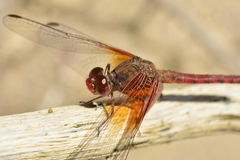 Erythrodiplax ochracea