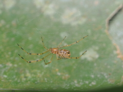 Theridion zonulatum