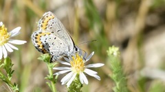 Plebejus melissa