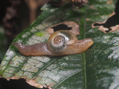Helicarionidae