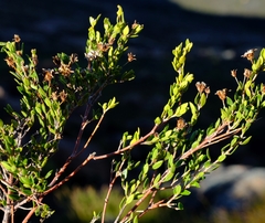 Agathosma namaquensis