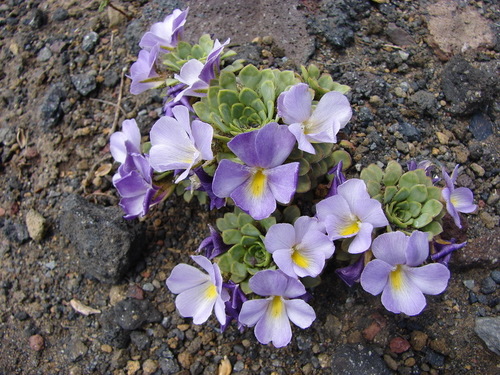 Viola cotyledon Ging.