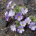 Viola cotyledon - Photo (c) Pato Novoa,  זכויות יוצרים חלקיות (CC BY)