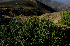 Chrysocoma sparsifolia