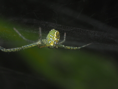 Cyrtophora cylindroides