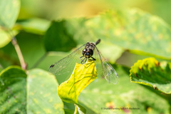 Sympetrum danae