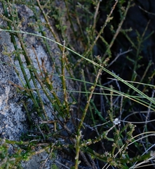 Chrysocoma sparsifolia
