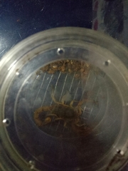 Olivierus martensii
