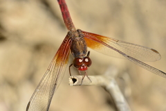 Erythrodiplax ochracea