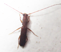 Linopteridius