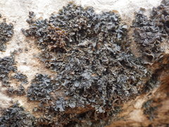 Collema flaccidum