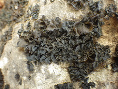 Collema flaccidum