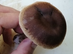 Cortinarius
