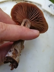 Cortinarius