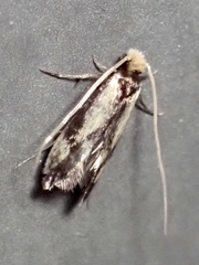 Tineidae clade b