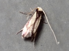 Tineidae clade b