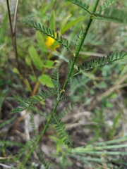 Dalea phleoides