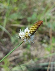 Dalea phleoides