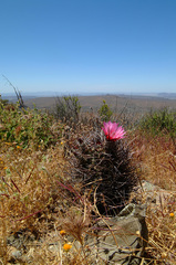 Echinocereus lindsayorum