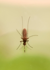 Culex tritaeniorhynchus