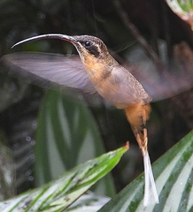 Phaethornis syrmatophorus