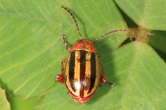 Disonycha admirabila