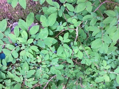 Vaccinium alaskaense