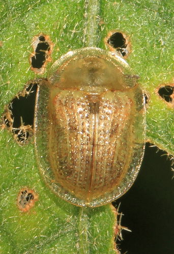 Eggplant Tortoise Beetle