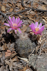 Echinocereus adustus adustus
