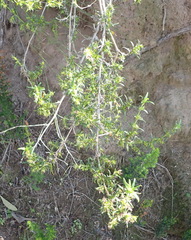 Carpacoce spermacocea