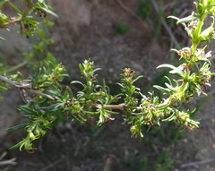 Carpacoce spermacocea