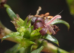 Carpacoce spermacocea