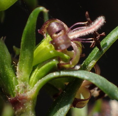 Carpacoce spermacocea