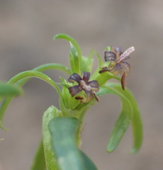 Carpacoce spermacocea