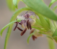 Carpacoce spermacocea