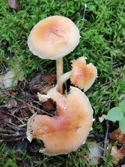 Hypholoma