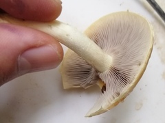Hypholoma